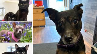 Can you give any of these Essex RSPCA pets a new home?