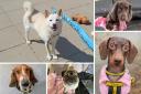 Five adorable Basildon Dogs Trust pups looking for their forever homes