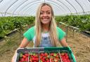 Fresh strawberries: presenter Cherry Healey at the Tiptree farm