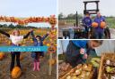 Picking: families have been enjoying the pumpkin patch in Goldhanger