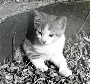 A kitten seen in a drain by the side of the road in Bradwell by Derek Argent, who took this photograph, left, in the 19