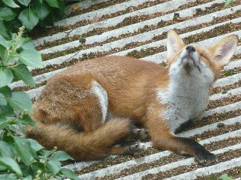 A fox enjoying a nap on a garage roof in Wantz Chase, Maldon, taken by Freddy Brooks. 