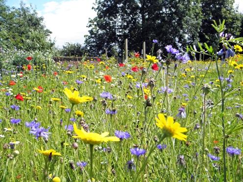 The wildflower garden at Beeleigh Abbey, taken by Jan Moore, of Maldon. 