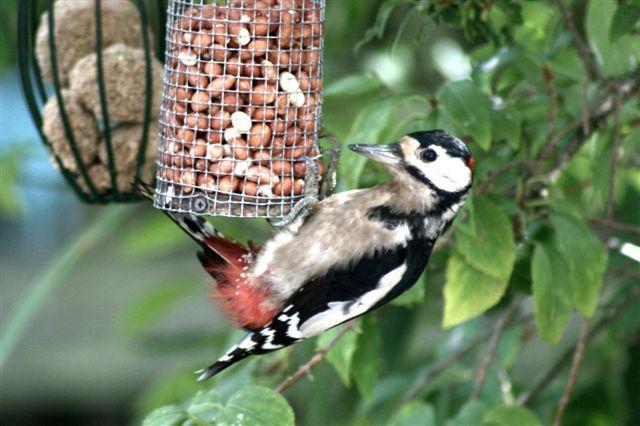 A woodpecker in moult season, taken by Mick Jones in his garden in Great Totham.