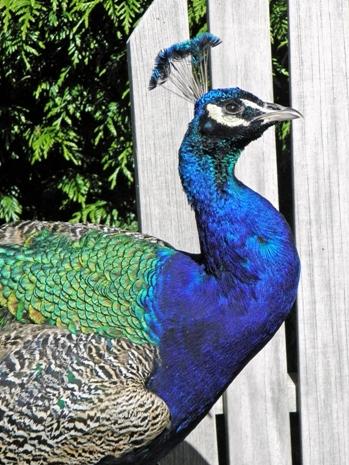 A peacock roaming the grounds of Beeleigh Abbey, taken by Jan Moore, of Maldon.