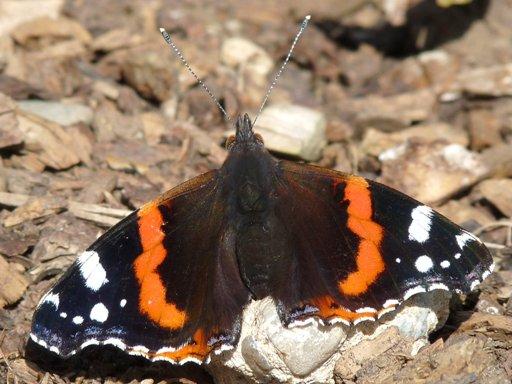 A butterfly, taken by John Parish.