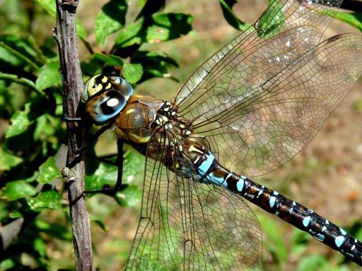 A dragonfly, taken by John Parish.