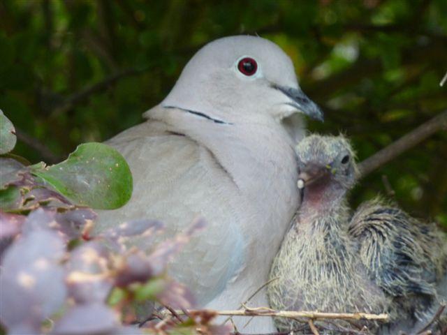 A mother dove with her youngster in Mike Fitheridge's garden in Wickham Bishops.
