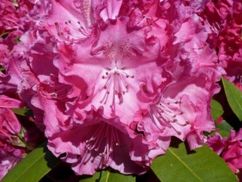 Rhododendron in full colour, taken by Peter Beckett, of Maldon.