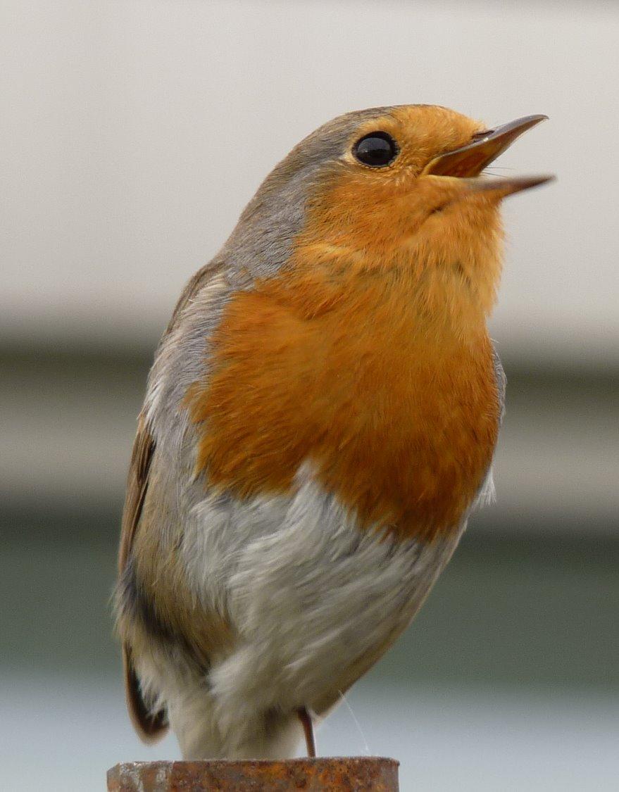 A robin in song, taken by John Parish.