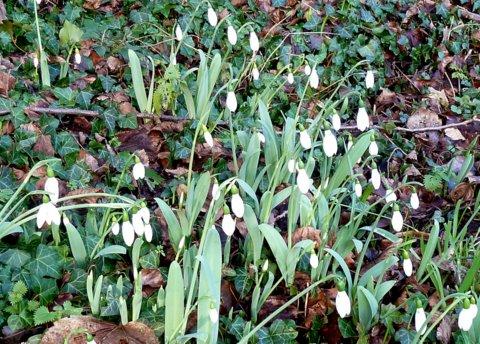 Early signs of spring - snowdrops in Maldon, taken by Peter Beckett. 