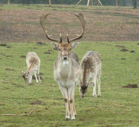 Deer in South Weald park, near Brentwood, taken by Peter Beckett.