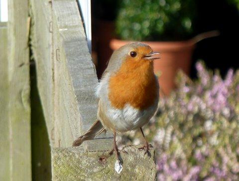 Our  friendly robin, taken by Peter Beckett.