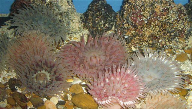 Sea anemones found in the River Crouch, taken by Jim Gibson, of Mildmay Road, Burnham.