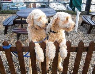 Two dogs at Heybridge Basin, taken by Freddy Brooks.