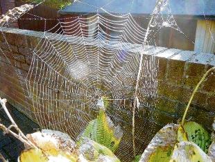 A spider’s web in Baker Mews, Maldon, taken by Freddy Brooks.