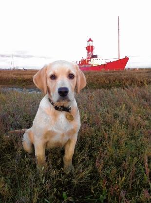 Bauer at dusk on Tollesbury Saltings with the Tollesbury Lightship in the background, taken by Michael Lowe, of Chelmsford.