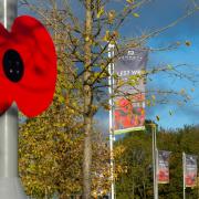 Giant poppies: displayed at a development site
