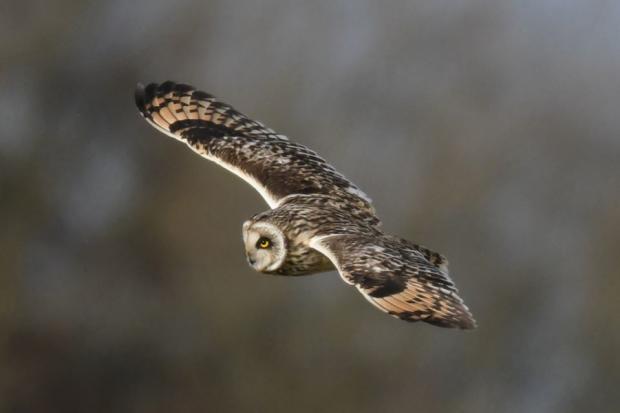 OWL by Mark Everett