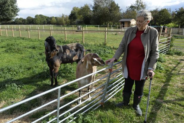 Dedam Community Farm..Gill De'Ath at the therapy farm with goats Minky and Casper.
