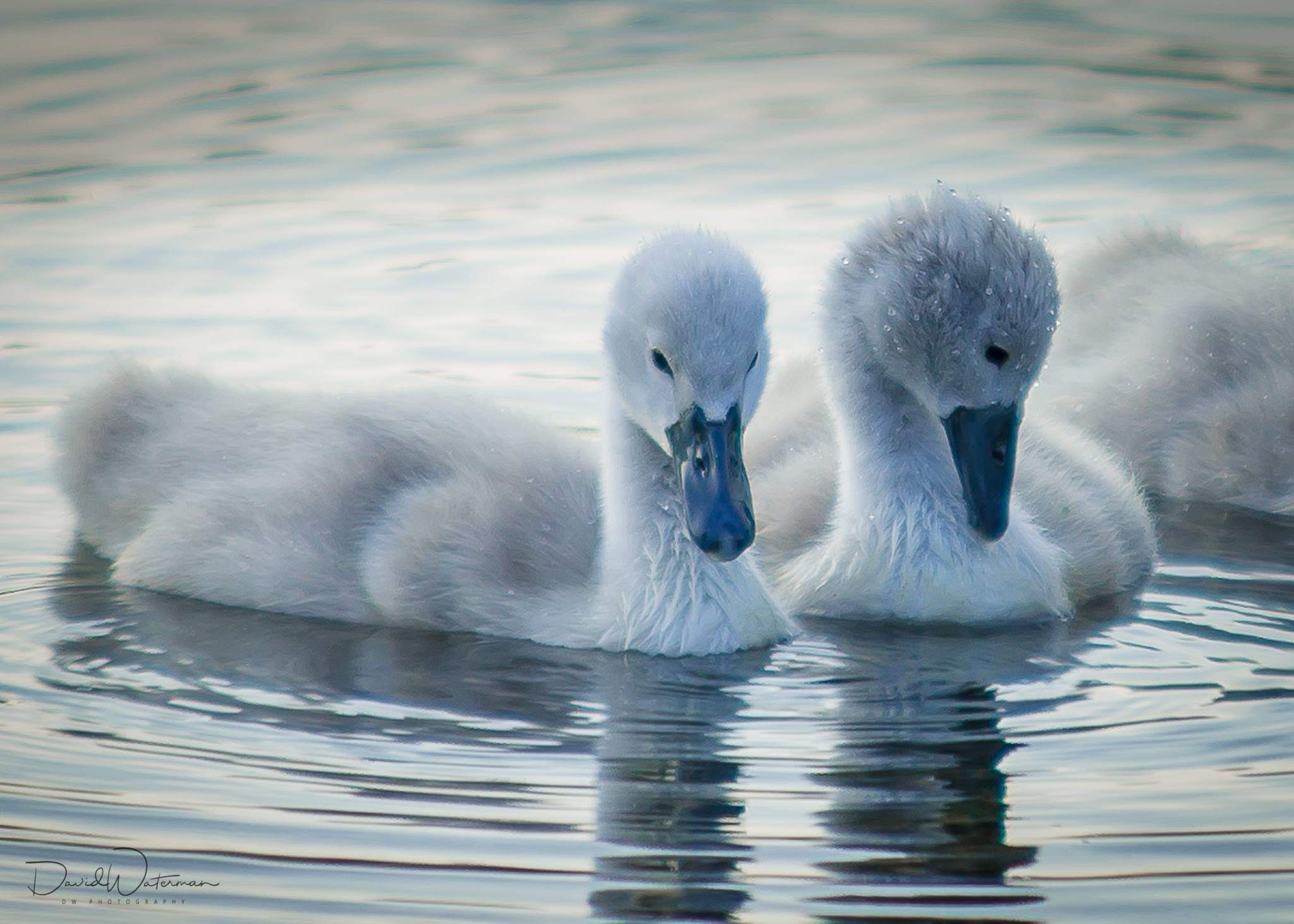 Cygnet Swans on the local River Colne at Cymbeline Meadows.