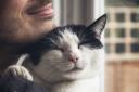 Cats Protection offer support to grieving cat owners