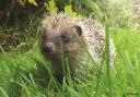 Photo of a hedgehog taken by Sheila Lodey