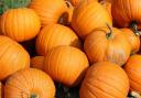 Cobbs Farm in Goldhanger has reopened its pumpkin patch to visitors looking for the perfect pick this Halloween