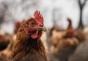 A new outbreak of bird flu in the Maldon district was confirmed at the weekend