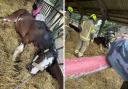 Essex fire and rescue teams rushed to help Burnham shire horse Beauty stand again. Photos: Essex Fire and Rescue Service