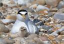 Little tern on the beach with its baby. Photo: Margaret Holland.