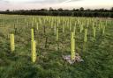 Tree planting: newly planted trees in Cressing, Braintree