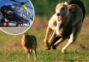 Helicopter mission: a helicopter was launched in response to illegal hare coursing claims