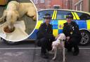 Underfed dog: the dog was rescued by police