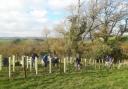 Planting - Retirement development to plant 160 trees and 200 meters of hedge to restore nature
