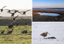 Bird population: the number of birds has risen in Northey Island