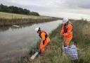 Ecologists trapped water voles on Northey Island so they could be moved to a new habitat last year