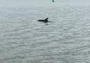 Sighting: the dolphin in the River Blackwater next to Maldon Promenade Park