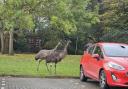 Touring: the Emu's in the EdgeWood Vets car park
