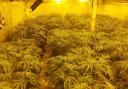 Discovery - Cannabis grow