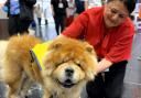 Therapy dog Cato at Stansted Airport