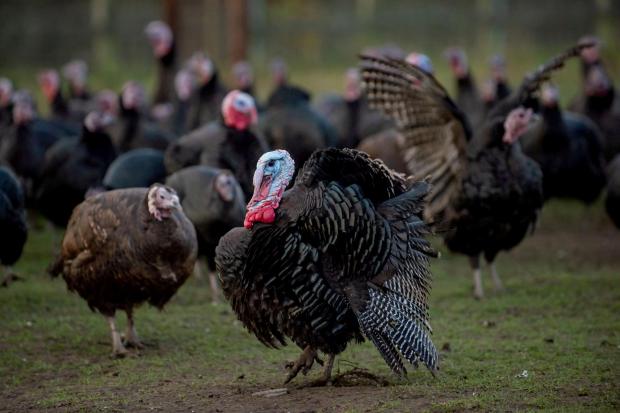 The BPC says the festive birds will be available as thousands of foreign workers have been recruited to work on farms
