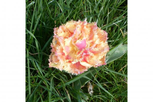 Peachy - beautiful soft colours in this tulip, taken by Christine Chambers