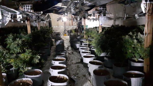 Maldon and Burnham Standard: Inside the 'significant cannabis factory' discovered. Photo: Essex Police