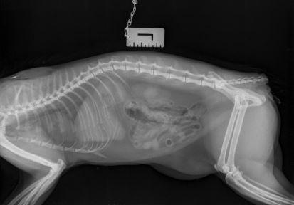 Maldon and Burnham Standard: An x-ray showing the 'clean cut' on the cat's tail