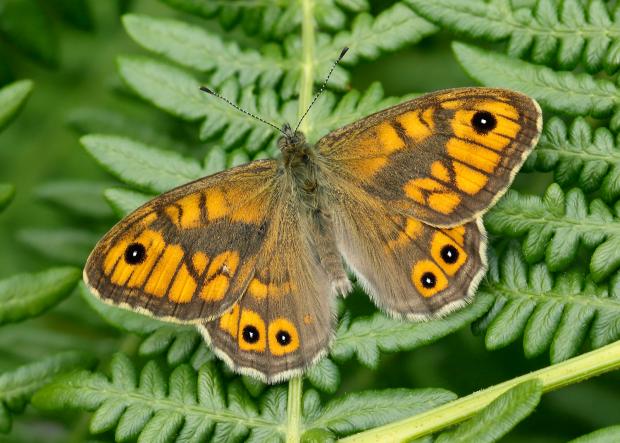 Maldon and Burnham Standard: Wall butterfly which is now endangered (Iain H Leach/Butterfly Conservation/PA)