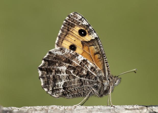 Maldon and Burnham Standard: Graylings are now endangered (Iain H Leach/Butterfly Conservation/PA)