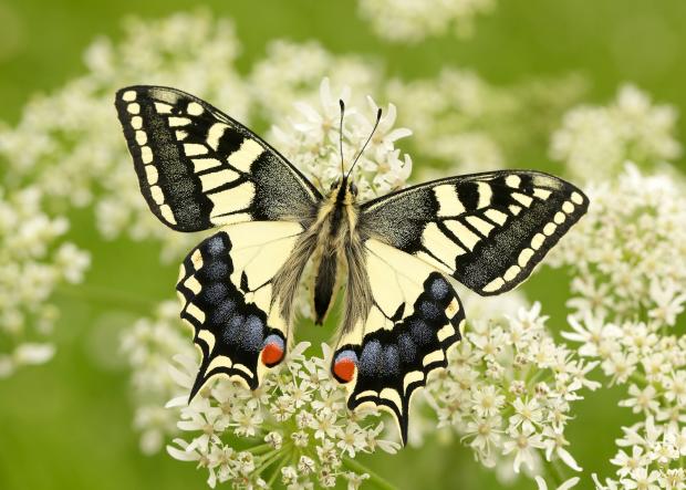 Maldon and Burnham Standard: Swallowtail butterflies have seen their status worsen to ‘vulnerable’ (Iain H Leach/Butterfly Conservation/PA)