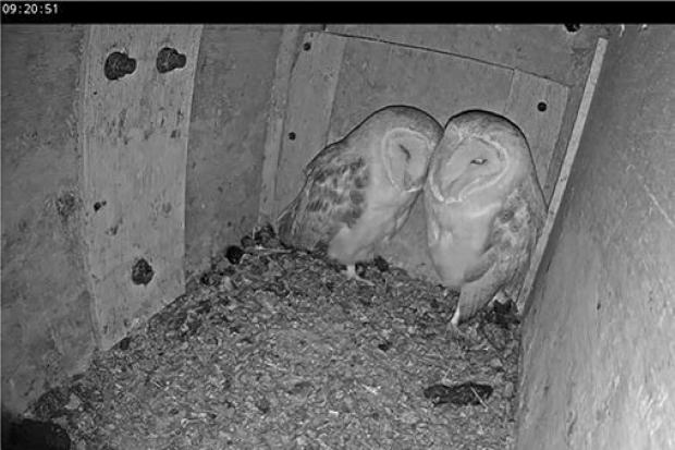 Family love - the barn owl mum and dad before the eggs hatched, captured by an Essex Wildlife Trust webcam.