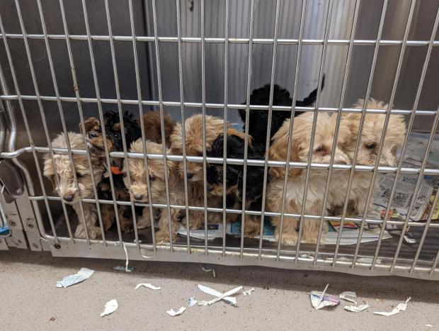 Maldon and Burnham Standard: Some of the puppies which were abandoned. Photo: RSPCA